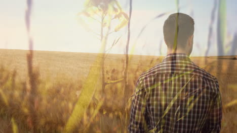 farmer standing on a wheat field 4k