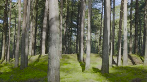 Pan-shot-of-tree-trunks-while-walking-through-Brandon-Country-Park-in-Thetford-Forest-in-Norfolk,-England-on-a-sunny-morning-time