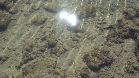 Dead-coral-on-the-beach-or-seashore-in-grey-and-brown-color.-Texture-and-pattern-tropical-beach-background