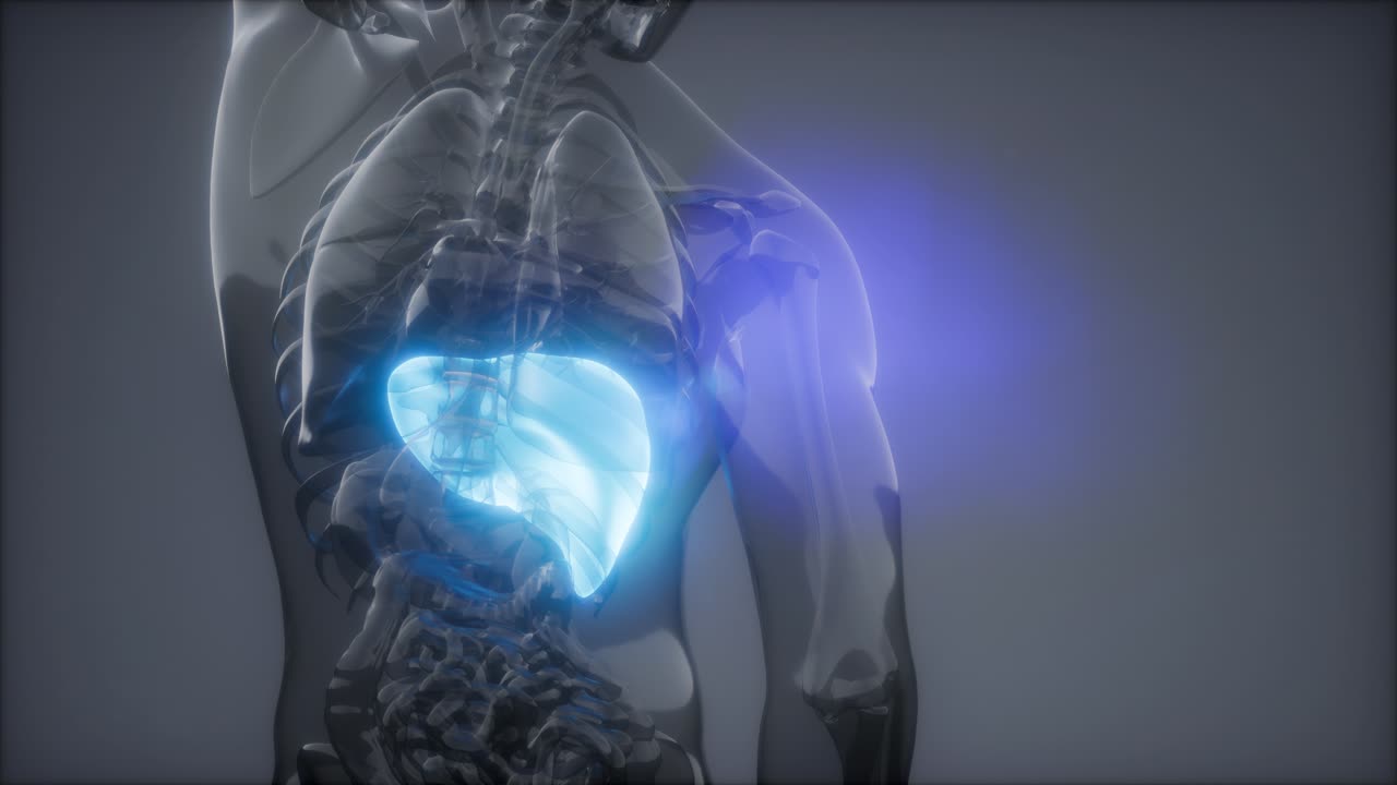 Human Liver Radiology Exam