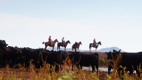 cowboys on horseback watching a herd of cows