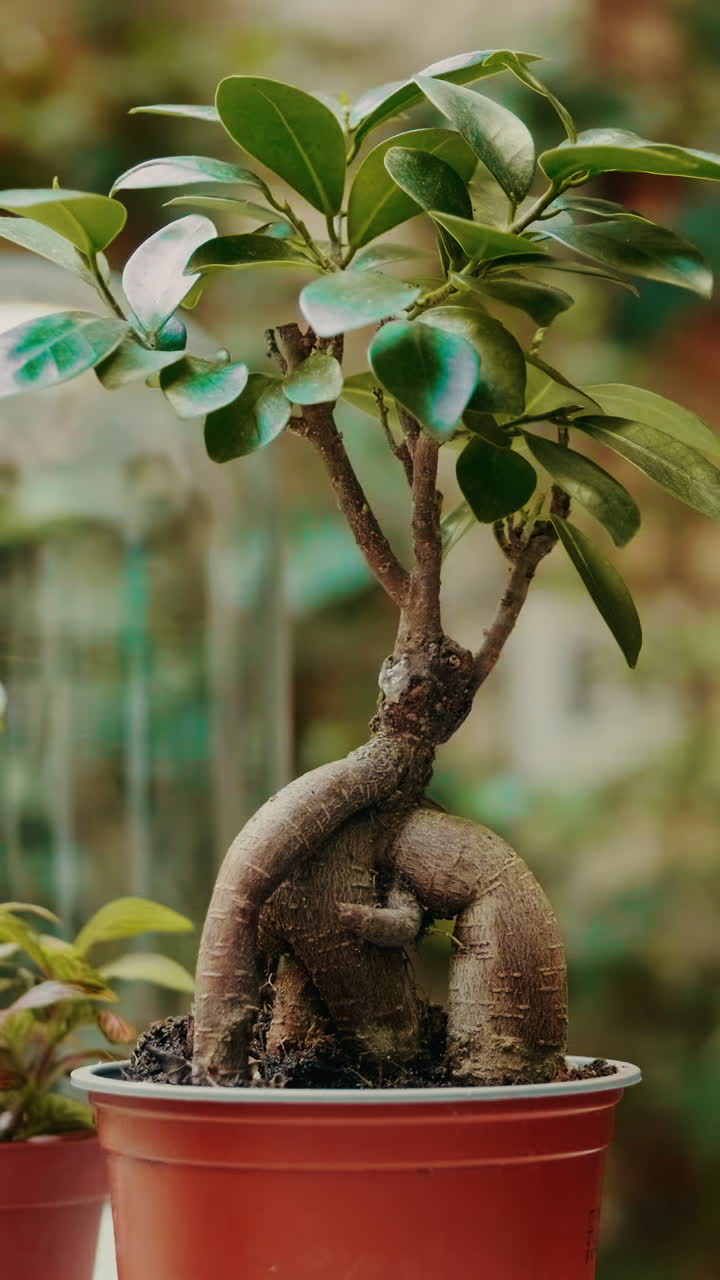 Primo piano di un bonsai con foglie verdi