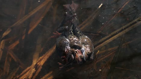 three common frogs mating during mating season, frogs breeding in water in spring