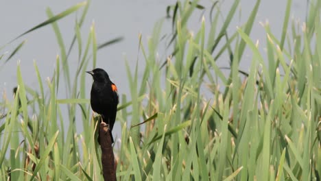 el pájaro negro de alas rojas se equilibra en la caña de cola de gato en un día de humedal ventoso