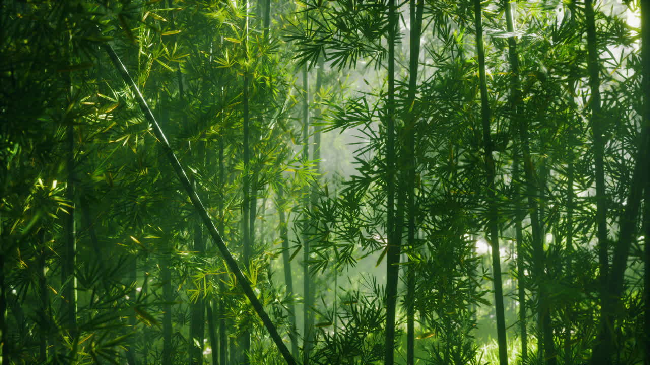 el bosque de bambú brumoso