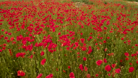 Rot-Blühender-Feldmohn-Im-Sommerwind