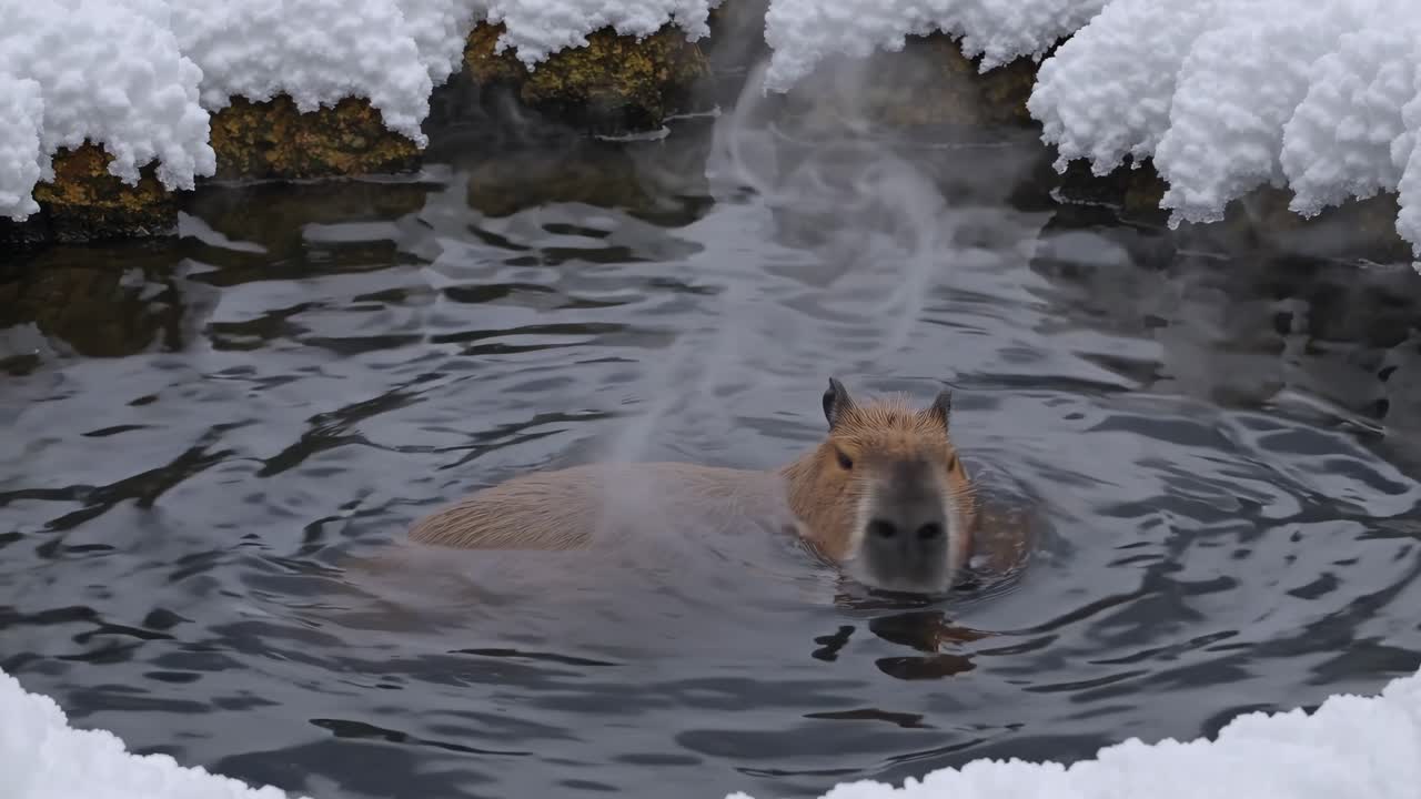 A capybara swims in a snowy hot spring, captured from a high-angle view