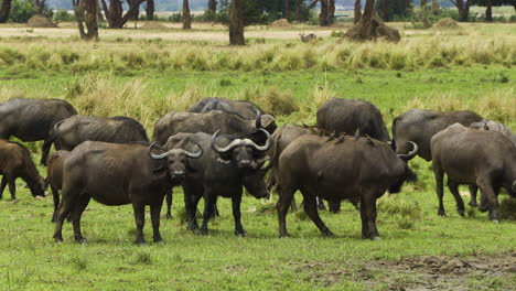 A-herd-of-Cape-buffalo-on-a-green-meadow-in-African-savannah