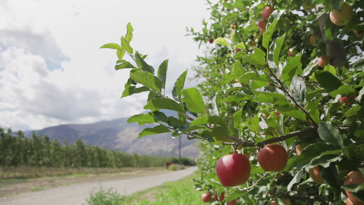 las manzanas cuelgan del manzano en el huerto