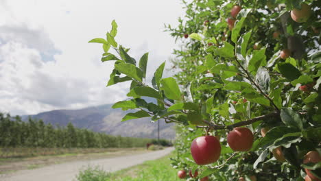 apples hang from apple tree in orchard