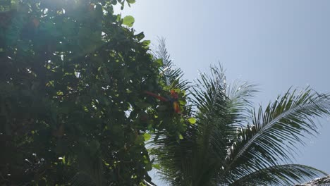 colorful parrots in lush tropical foliage with clear blue sky background on a sunny day at coiba island, panama