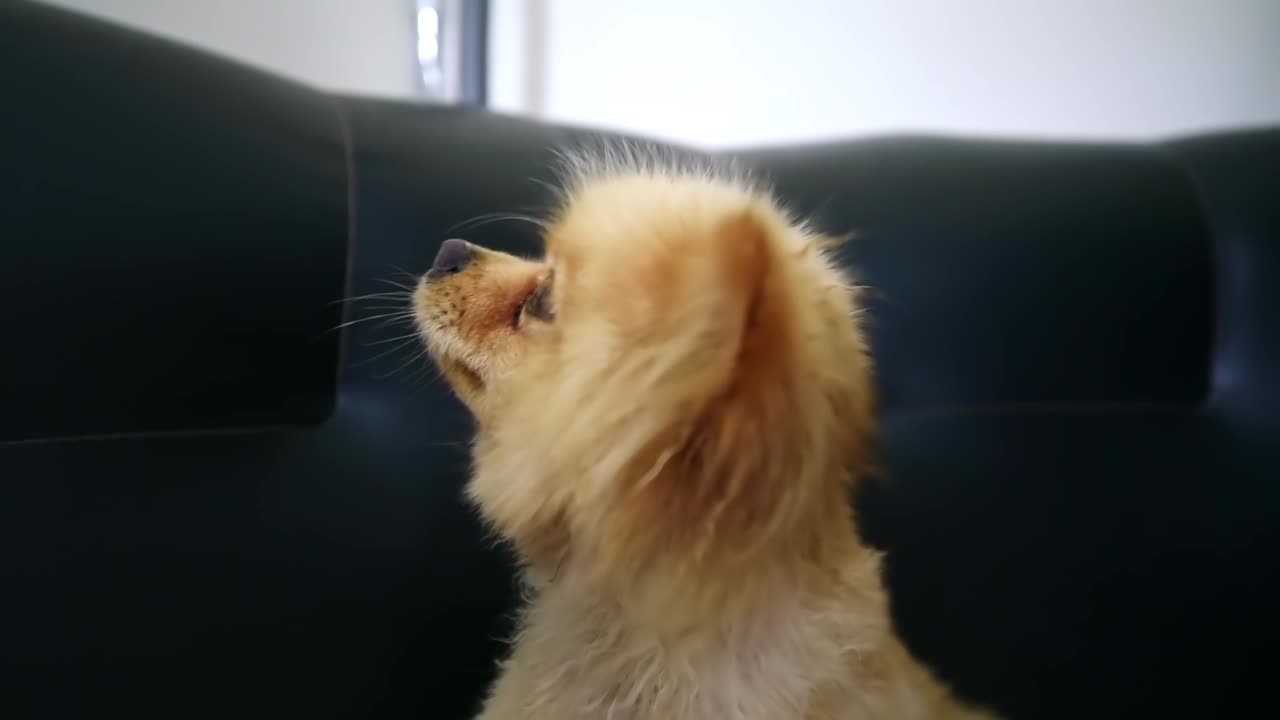 Small pomeranian spitz is grooming and drying on the sofa. Slow motion