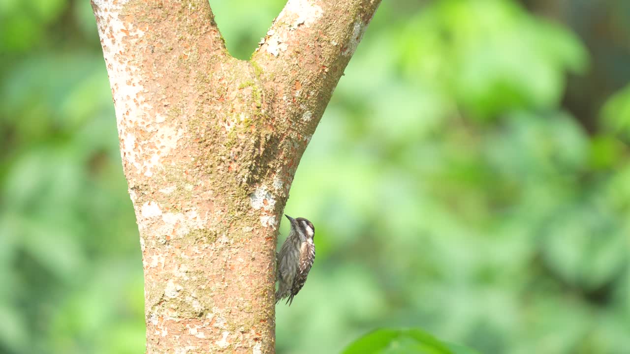 Small Spotted Bird Climbing a Tree Trunk