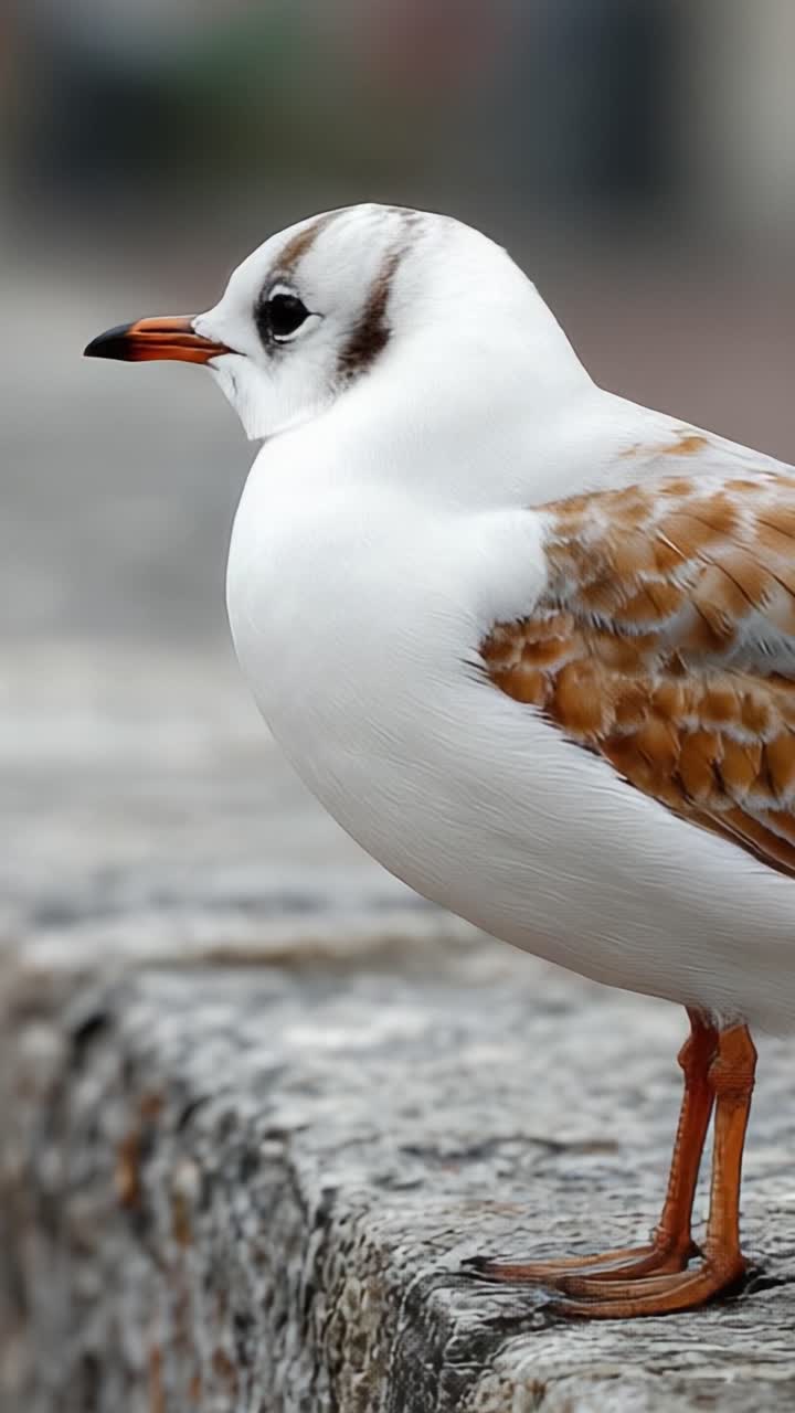 Un primo piano di un bellissimo uccello con piumaggio distintivo e caratteristiche eleganti, catturato in due fotogrammi da un video naturalistico.