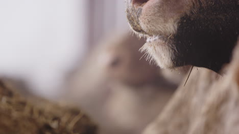 agriculture - cow muzzles eating fodder in a cowshed, slow motion close up