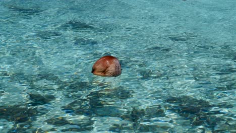 Coco-Flotando-En-El-Agua-Tropical-Y-Cristalina-De-La-Laguna-Del-Atolón-De-Fakarava,-Polinesia-Francesa