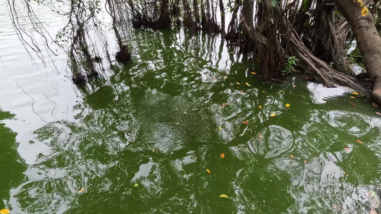 맹그로브 뿌리 근처의 부드러운 물 물결