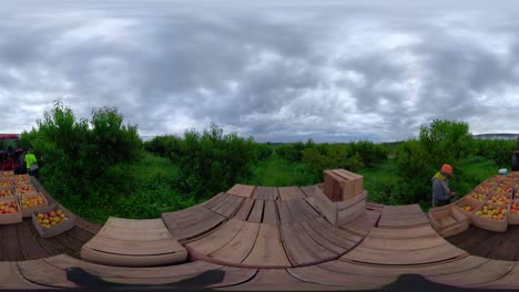 360 vr of tractor and flatbed in a peach orchard with men sorting freshly picked peaches into bins