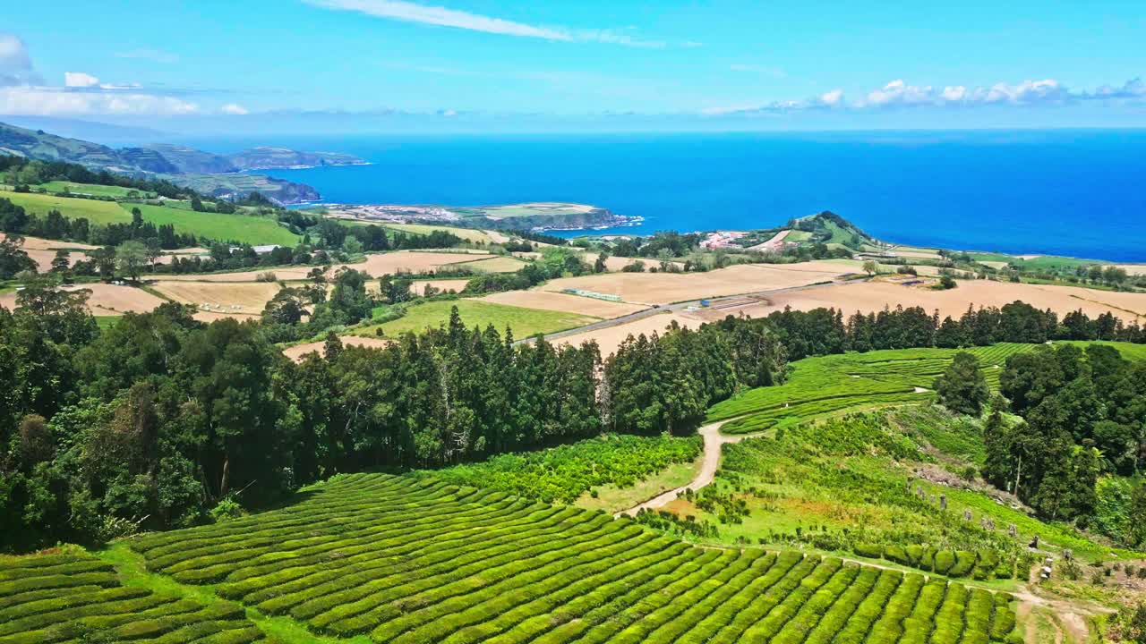 아조레스 제도 산미구엘 섬 에 있는 바다 를 향해 어 있는 울창 한 차 농장