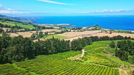 Exuberantes-Plantaciones-De-Té-Se-Extienden-Hacia-El-Océano-En-La-Isla-De-São-Miguel,-Azores