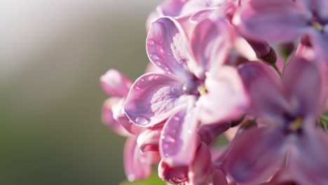 lilac flowers bloom vibrantly in a garden, glistening with droplets of morning dew while bathed in gentle sunlight. nature's beauty captured with stunning detail.