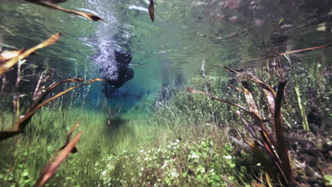 tiro de buceo subacuático pov de plantas coloridas en el estanque ewens durante un día soleado en australia