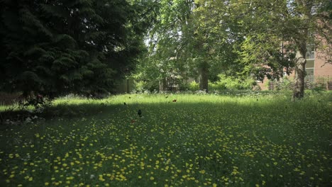 Wandern-Durch-Eine-überwucherte-Wiese-Voller-Wilder-Blumen