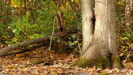 autumn foliage on forest scenery, blue jay bird alone looking for food - toronto