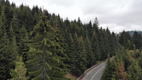 Subir-En-El-Bosque-Con-Densos-Abetos-En-Carretera-Asfaltada-Contra-Nublado