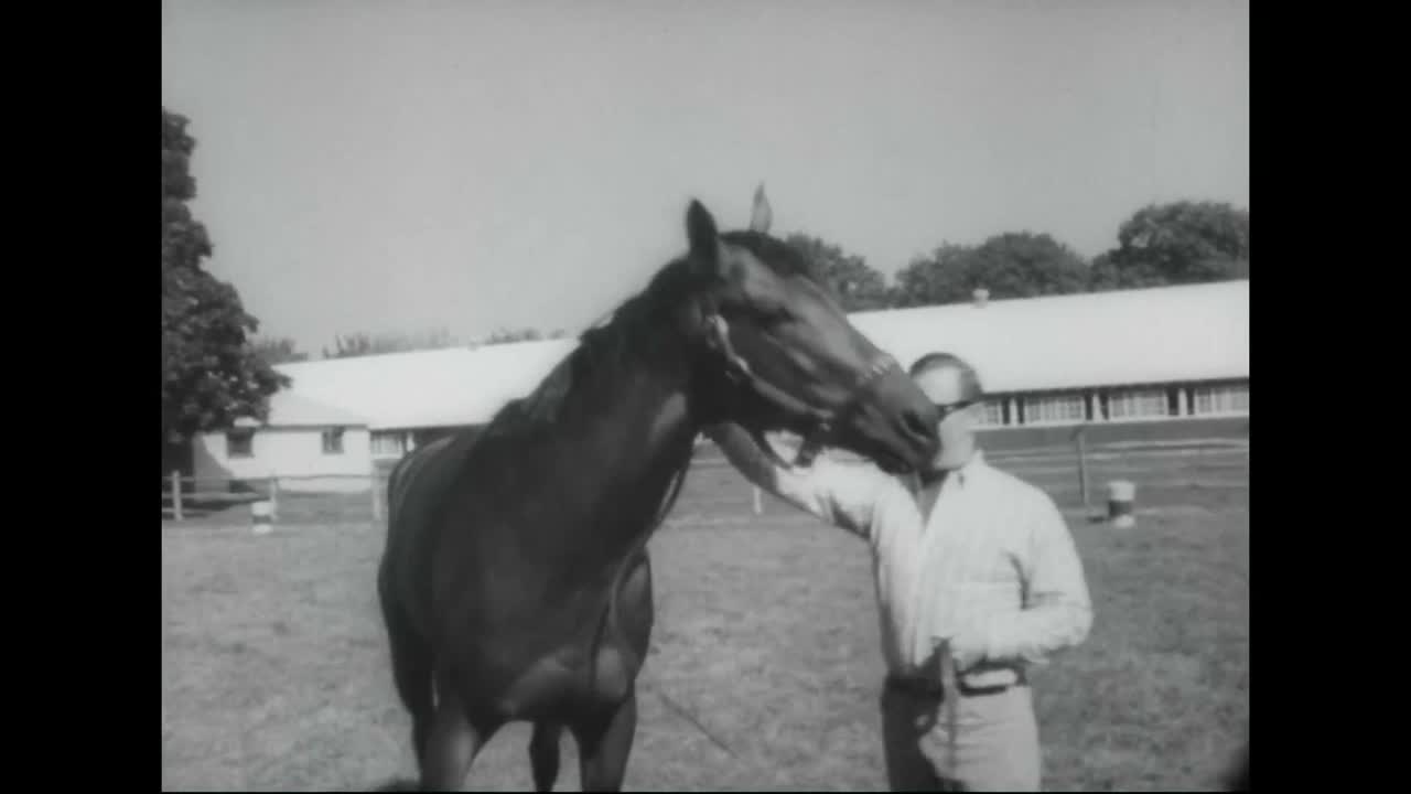 Un cavallo da corsa campione si ritira nel 1967 a causa di un'artrite all'arto anteriore destro