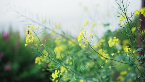 Insekt-über-Blühenden-Rapssamen-Im-Bokeh-Hintergrund