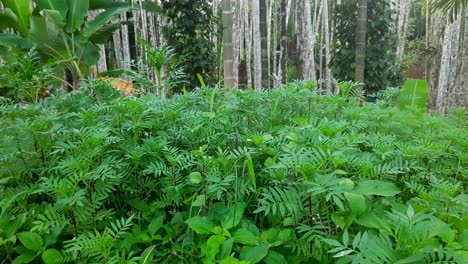 Bukolische-Szene-Mit-Ringelblumenstrauch-In-Der-Natur.-Statisch