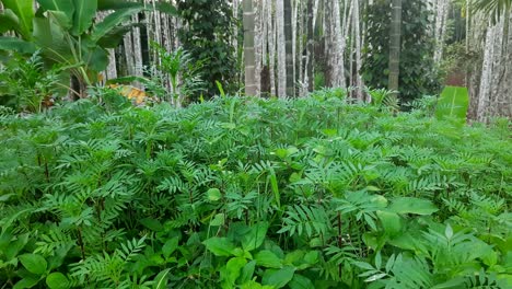escena bucólica con arbusto de caléndula en la naturaleza. estático
