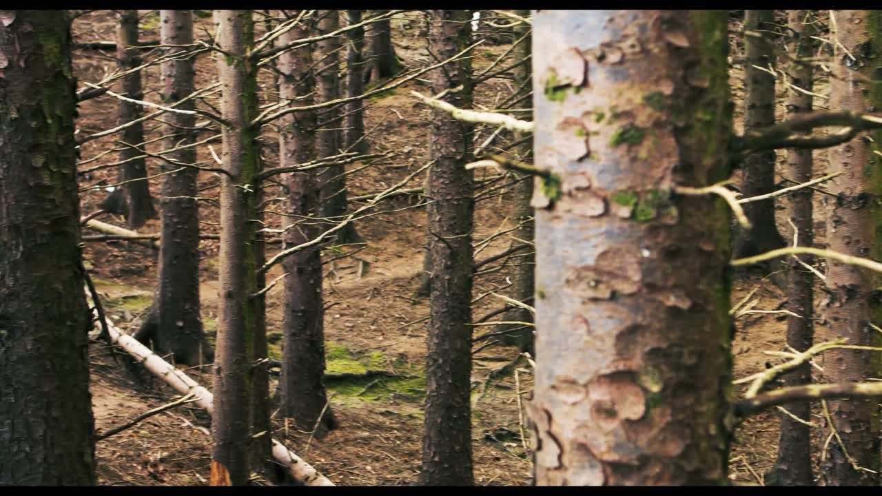 горный байкер ездит на велосипеде в лесу