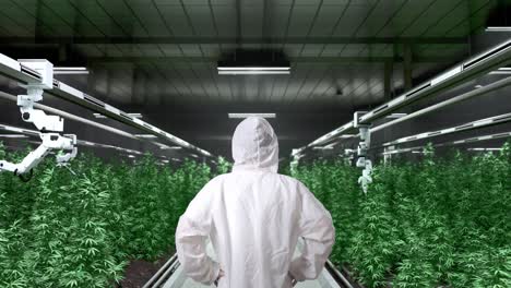 automated cannabis farm