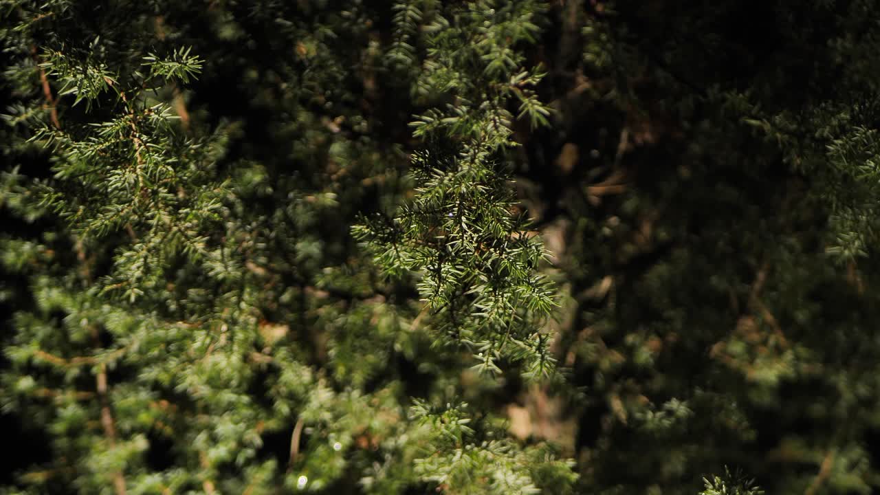 abeto iluminado por la noche, un poco de lluvia