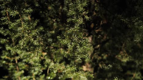 illuminated spruce at night, a little rain