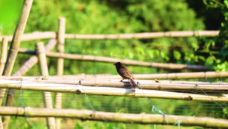 pájaro bulbul de ventilación roja de los bosques y bosques asiáticos