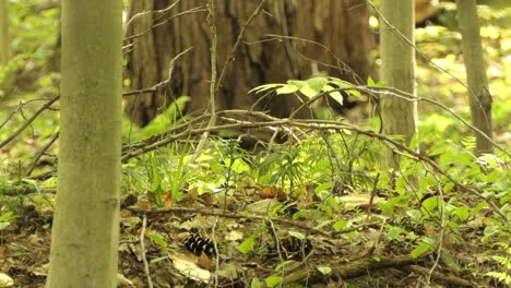 bird behind branches on ground, static view