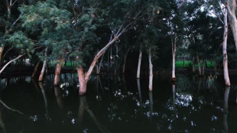 Drone-fly-by-Tree-trunks-sunken-reflecting-in-dark-lake-water