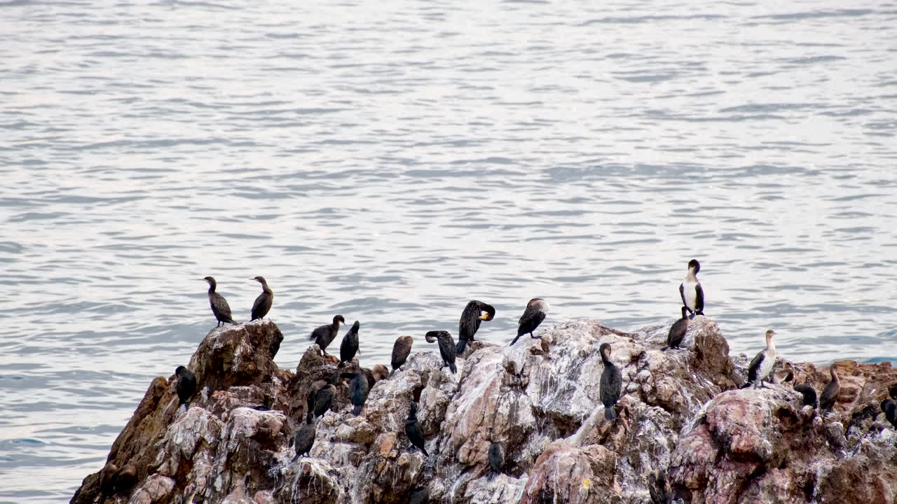 White-breasted cormorants and cape cormorants (shags) perched on guano rocks