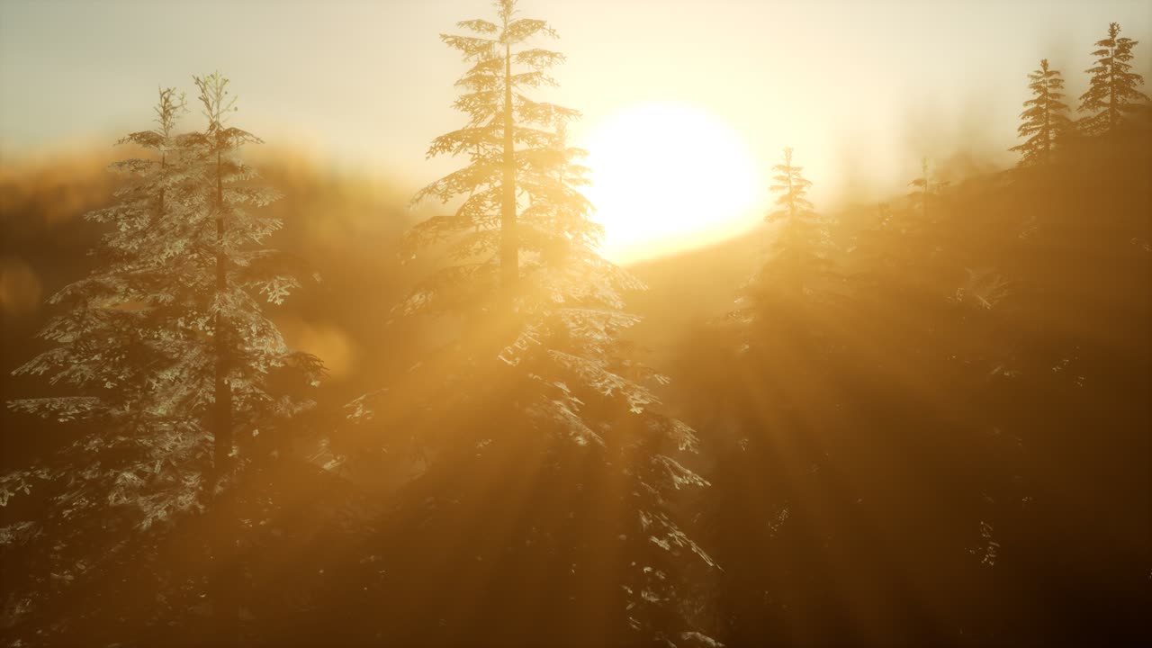 bosque de pinos al amanecer con cálidos rayos de sol