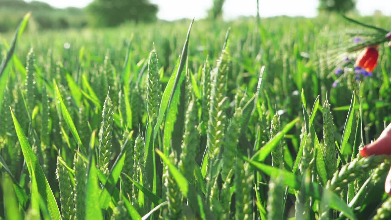 Female hand amongst ripening ears of golden wheat in an agricultural field. Concept of a farmer and the cultivation of a staple foodstuff