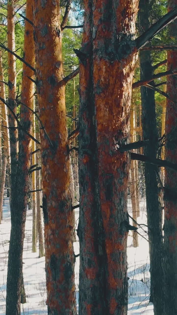 sunlit thin pine tree trunks in green snowy coniferous forest on sunny day close motion from foot to top