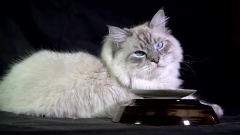 funny white fluffy blue-eyed cat waiting for food