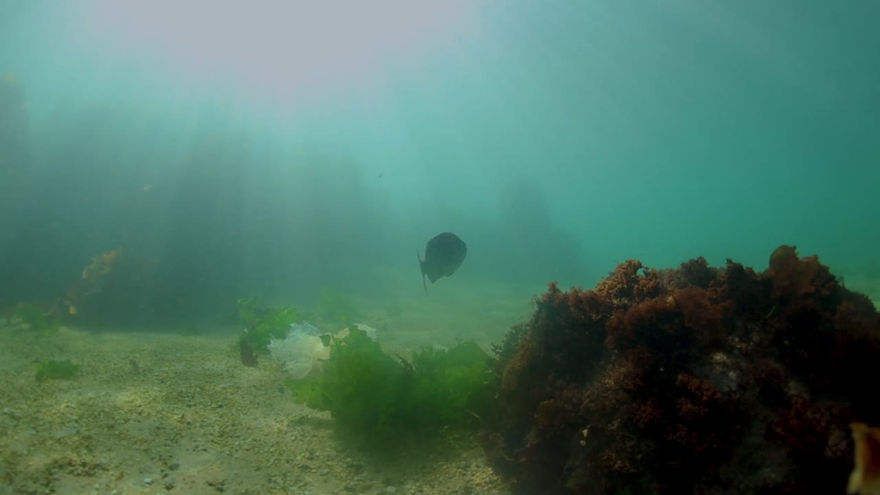 peces nadando a través del bosque de algas