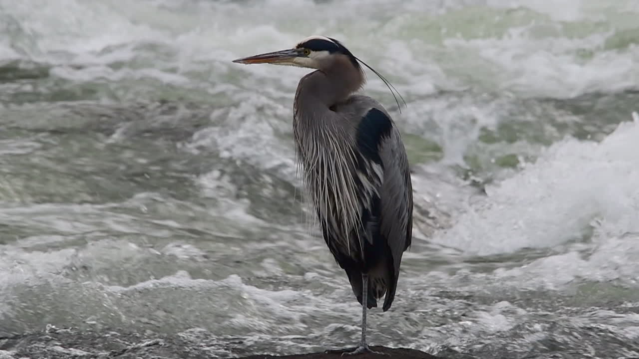 Portrait of a great blue heron standing on a rock in a river