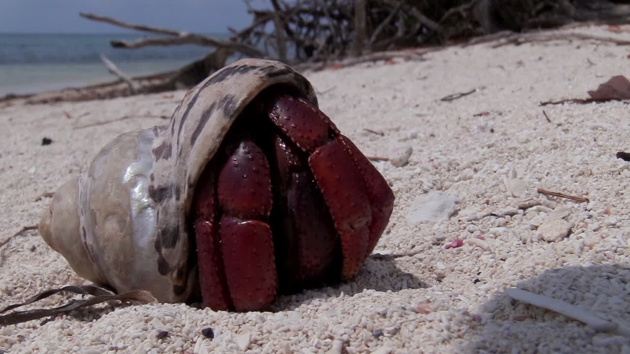 열대 해변에 가까이 있는 소라게