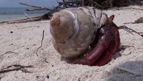 a hermit crab close up on a tropical beach