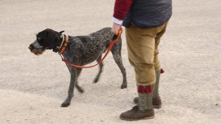 Medium shot of a German Wirehaired Pointer with a red leash and its owner. The hunter is wearing traditional wool socks and corduroy trousers